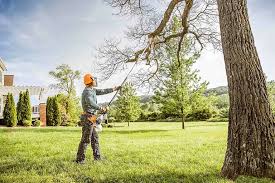 Best Tree Maintenance Programs  in New Castle, CO